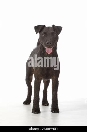 HUND. Lakeland X Paterdale Terrier, auf Weiß, Studio Stockfoto