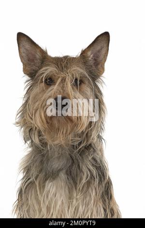 HUND. Picardy Sheepdog (Berger Picard, Picardy Shepherd Stockfoto