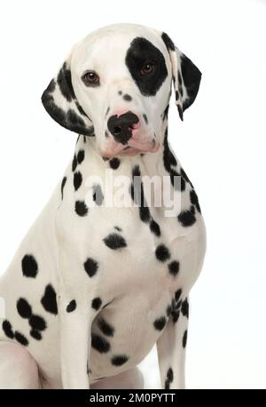 HUND. Dalmatinische Sitzer, Studio, weißer Hintergrund Stockfoto