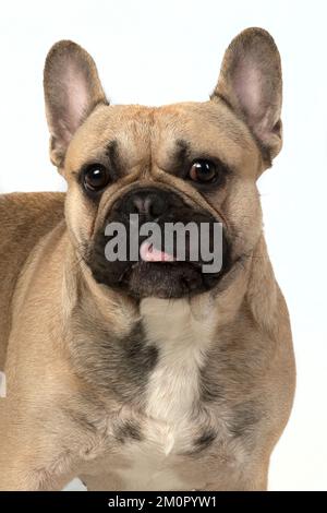 French Bulldog im Studio Stockfoto