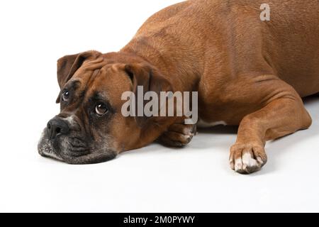 HUND. Boxer Dog, Liegen, Gesichtsausdrücke, Stockfoto