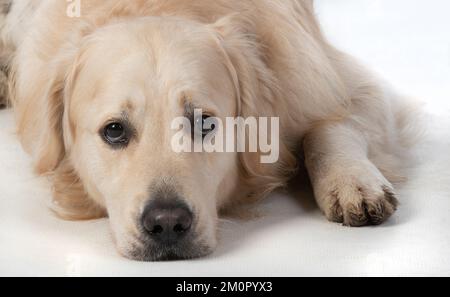HUND. Golden Retriever, liegend, traurige Augen, Stockfoto