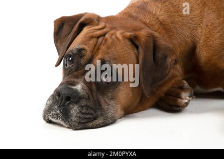 HUND. Boxer Dog, Liegen, Gesichtsausdrücke, Stockfoto