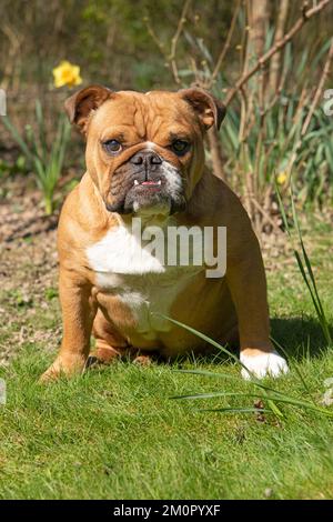 HUND. Bulldog, sitzt in der Kamera, w/a Stockfoto