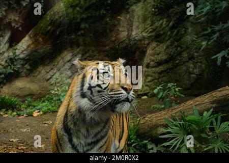 Nahaufnahme des gestreiften Afrikanischen Tigers im wilden Ökosystem, Wildtiere Katzen Stockfoto