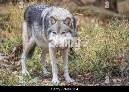 Verlierer des wunderschönen grauen Wolfs (Canis Lupus), der in Wäldern steht Stockfoto