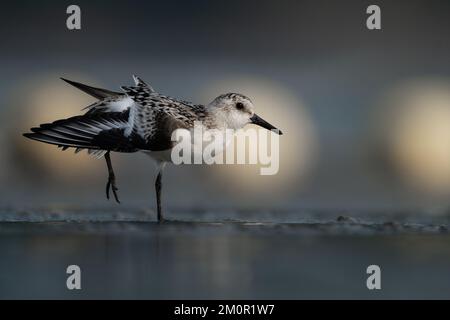 Sanderling am Strand Stockfoto