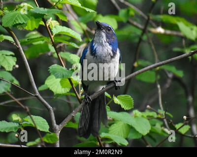 California Scrub Jay Stockfoto