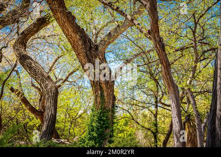 Twisted Tree Trunks Sport New Spring Growth im Albuquerque Zoo Stockfoto