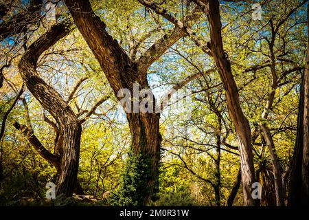 Twisted Tree Trunks Sport New Spring Growth im Albuquerque Zoo Stockfoto