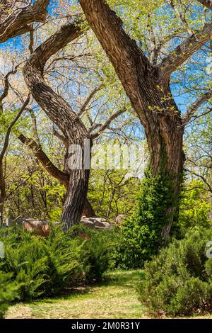 Twisted Tree Trunks Sport New Spring Growth im Albuquerque Zoo Stockfoto