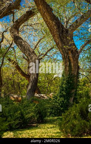 Twisted Tree Trunks Sport New Spring Growth im Albuquerque Zoo Stockfoto