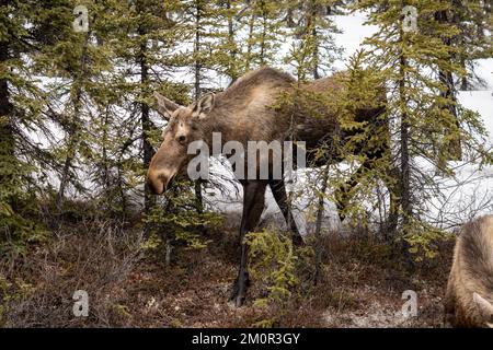 Statische Darstellung einer weiblichen Muschi (Kuh) in Fairbanks, Alaska Stockfoto