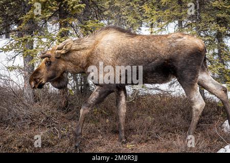 Statische Darstellung einer weiblichen Muschi (Kuh) in Fairbanks, Alaska Stockfoto