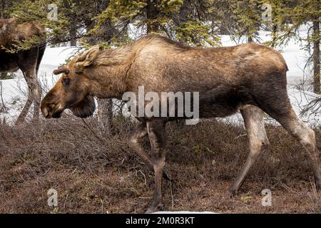 Statische Darstellung einer weiblichen Muschi (Kuh) in Fairbanks, Alaska Stockfoto