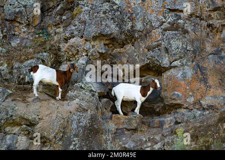 Zwei wilde Ziegen, die sich an einem Felsen in der Nähe von Twin Falls, Idaho, Klammern Stockfoto