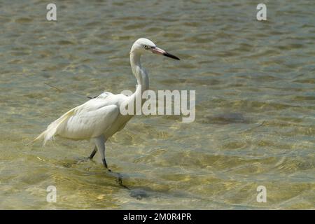 Rötliches Reiher-Weißmorph-Angeln in der Nähe des Strandes im Südwesten Floridas. Stockfoto