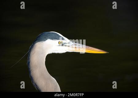 Kopfschuss Des Großen Blaureihers Stockfoto