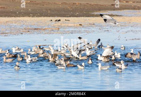 WESTERN Gulls Baden im Süßwasserteich Stockfoto