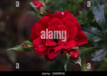 Eine nasse rote Rose im Busch mit anderen Knospen. Stockfoto