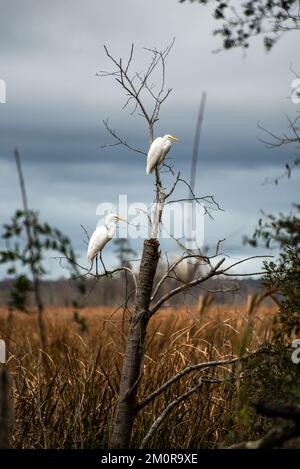 Ein paar weiße Reiher auf einem trockenen, blattlosen Baum Stockfoto