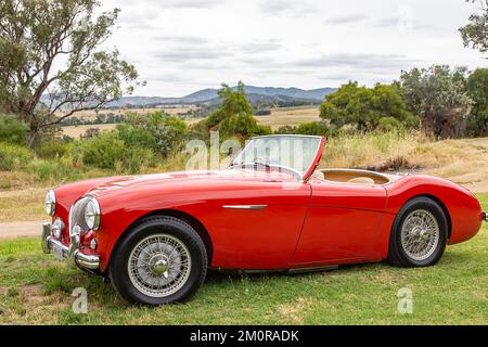 Seitenansicht eines 1952 Austin Healey 100 Roadsters. Stockfoto