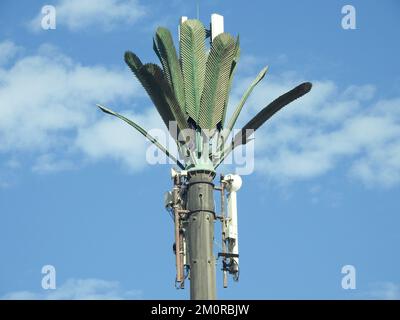 Handymast in Ägypten oder Mobilfunkantenne, getarnt auf gefälschten Palmen, die in angemessenen Abständen entlang von Straßen und Nebenstraßen platziert werden, um ov zu kommunizieren Stockfoto