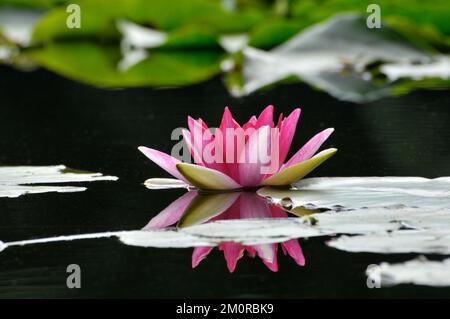 Blüte Wasserlilien Blüte im Teich Stockfoto