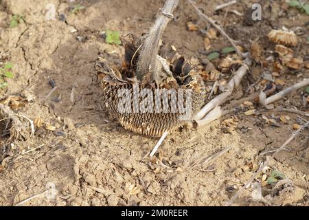 Sonnenblumenfeld. Erntezeit im Betrieb. Getrocknete Pflanzenstämme auf einem Feld. Stockfoto