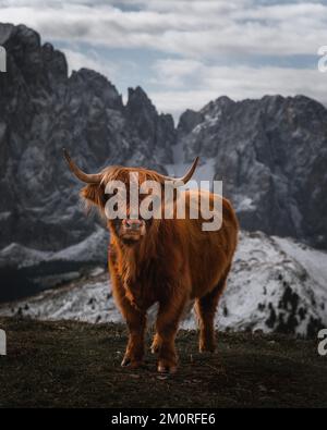 Ein Hochlandrinder, das im Hintergrund schneebedeckter Berge steht Stockfoto