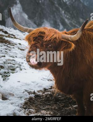 Ein Hochlandrinder, das im Hintergrund schneebedeckter Berge steht Stockfoto