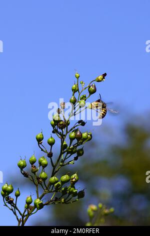 Gemeine Feigenkraut (Scrophularia nodosa), Feigenkraut-Familie (Scrophulariaceae). Blumen, Knospen, Fütterungswespen der Familie Soziale Wespen (Vespidae). Stockfoto