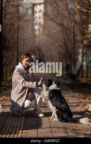 Hundegrenz-Collie gibt High Five für den Besitzer auf einem Spaziergang im Herbstpark. Stockfoto