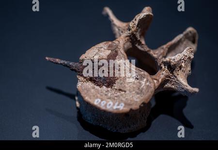 PRODUKTION - 07. Dezember 2022, Sachsen-Anhalt, Halle (Saale): Der durchbohrte dritte Lendenwirbel eines Mannes (5.. Jahrhundert n. Chr.) mit einer Pfeilspitze aus dem Naturhistorischen Museum in Wien wird für die neue Sonderausstellung im Landesmuseum Halle/Saale vorbereitet. Die Show "Reiten Nomaden in Europa - Hunnen, Avars, Ungarn" vom 16. Dezember bis 25. Juni 2023 wird Einblicke in diesen bisher wenig beachteten Teil der europäischen Geschichte geben. Das Museum zeigt 420 Ausstellungen von 30 Museen und Sammlungen aus Ungarn, Österreich, der Tschechischen Republik, Polen, der Slowakei und Deutschland. Foto: Hend Stockfoto