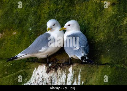 Ein Paar erwachsener Kittiwakes Rissa tridactyla auf einem Felsvorsprung in Seahouses in Northumberland, Großbritannien Stockfoto