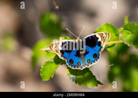 Blauer Schwanzfalter, Naturmakro Junonia orithya Stockfoto