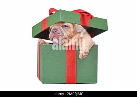 Französischer Bulldog Welpe, der aus einer grünen Geschenkbox auf weißem Hintergrund glänzt Stockfoto