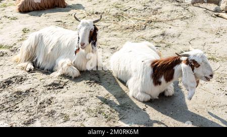 Weiße haarige Ziege, die sich an einem warmen sonnigen Tag im Winter auf dem Sand entspannt Stockfoto