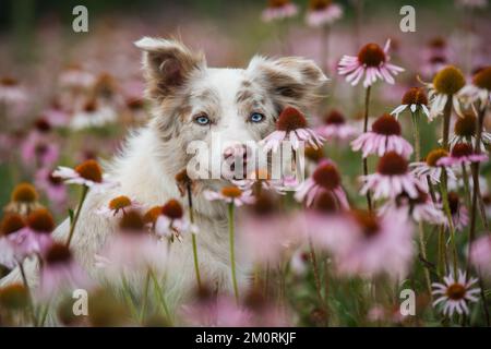 Border Collie Dog in einem Echinacea-Feld Stockfoto