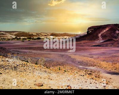 Versteinerter Baum aus Khorixas, Namibia Afrika Stockfoto