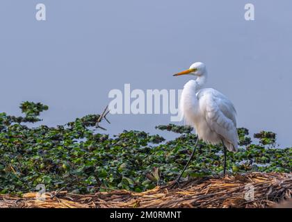 Ein Egret, der in der Nähe eines nassen Landes spaziert Stockfoto