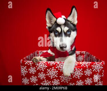 Porträt eines sibirischen Huskys mit weihnachtsmannmütze und Schal in einer Schachtel verpackt in Weihnachtsverpackungspapier Stockfoto