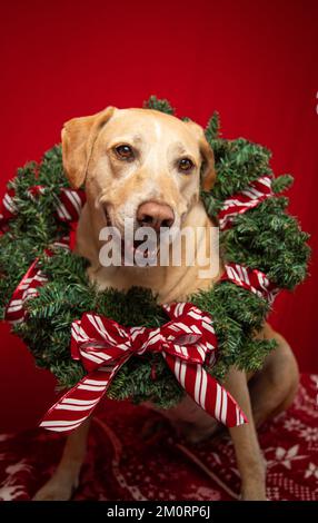 Porträt eines labrador Retriever Mix mit Weihnachtskranz Stockfoto