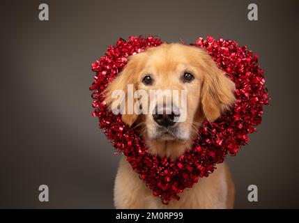 Porträt eines goldenen Retriever mit rotem, herzförmigem Kranz Stockfoto