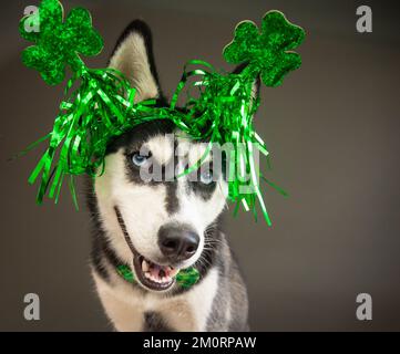 2 Stück Grüne Kleeblatt-Hunde-Stirnbänder Für St. Patrick's Day – Verstellbar, Für Kleine Hunde