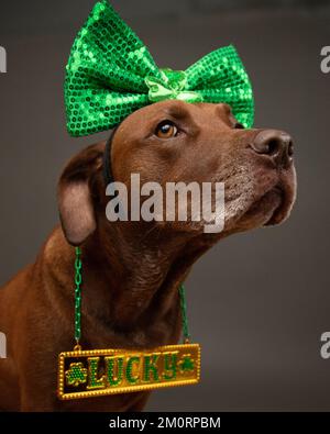 Porträt eines Bullen-Terrier-Pitbull-Mixes, der ein grünes Stirnband mit Schleife und eine Glückskette trägt Stockfoto