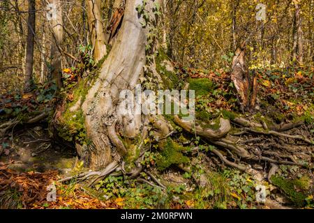 Baumstamm mit gedrehtem Wurzelsystem, der in einer alten Steinmauer wächst, die mit Moos und Efeu bedeckt ist Stockfoto
