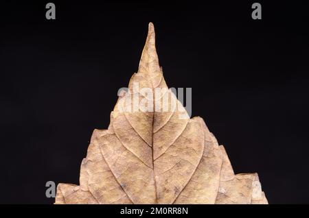 Makro aus trockenem Ahornblatt mit Verzweigungsvenen, abstrakter Gewebestruktur und feinen Details des Laubs, natürlicher Herbsthintergrund Stockfoto