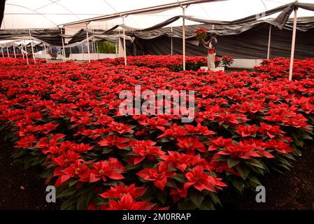 Nicht exklusiv: 7. Dezember 2022, Mexiko-Stadt, Mexiko: Ein Blumenzüchter aus dem Gewächshaus „Vivero Nochebuena“ beherbergt Poinsettias, die zum Verkauf angeboten werden Stockfoto