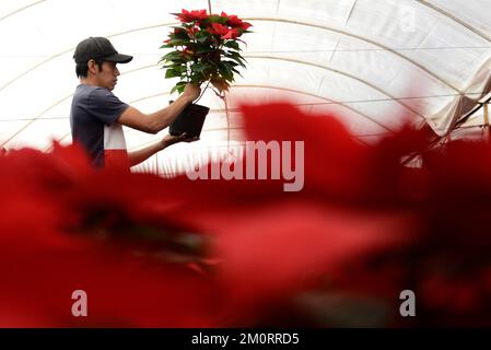 Nicht exklusiv: 7. Dezember 2022, Mexiko-Stadt, Mexiko: Ein Blumenzüchter aus dem Gewächshaus „Vivero Nochebuena“ beherbergt Poinsettias, die zum Verkauf angeboten werden Stockfoto